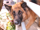 My dog Beasty