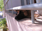 My dog Beasty