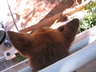 My dog Beasty